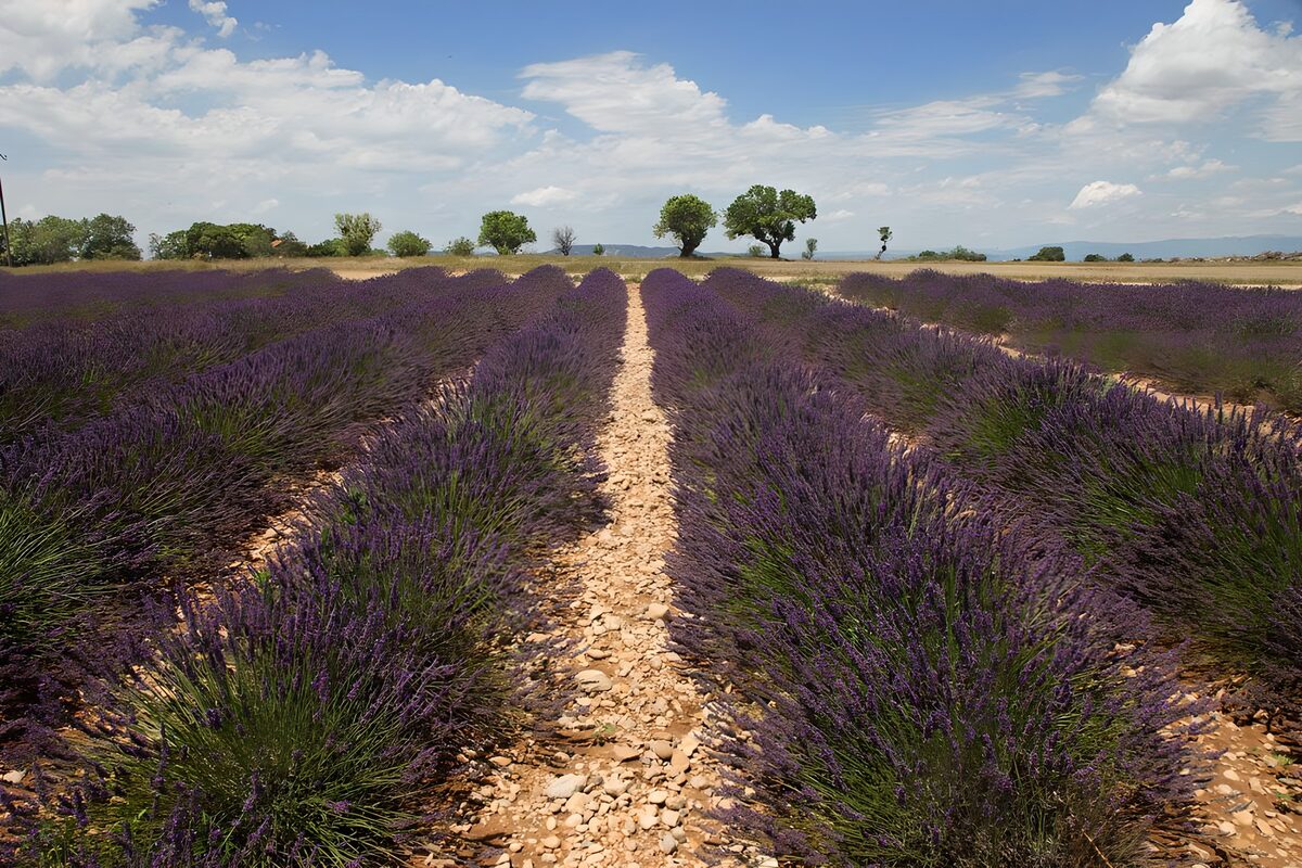 OCUK26552: Lavender Fields Under Clear Blue Sky