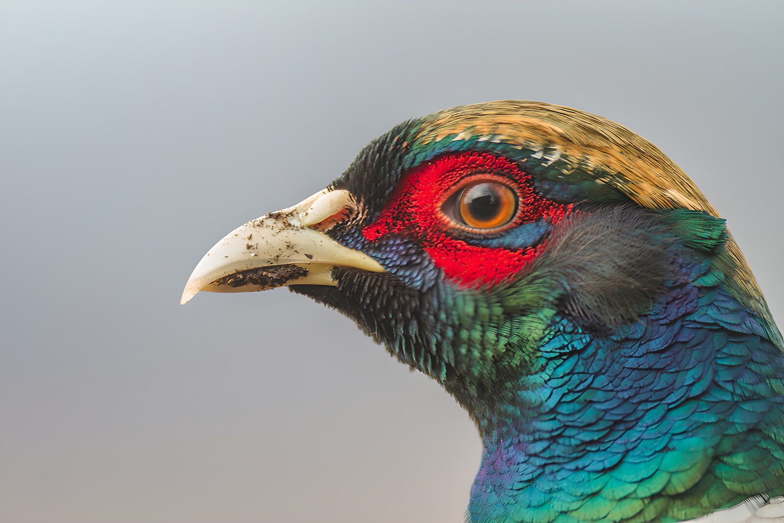 OCUK66165: Vibrant Portrait of a Colorful Bird