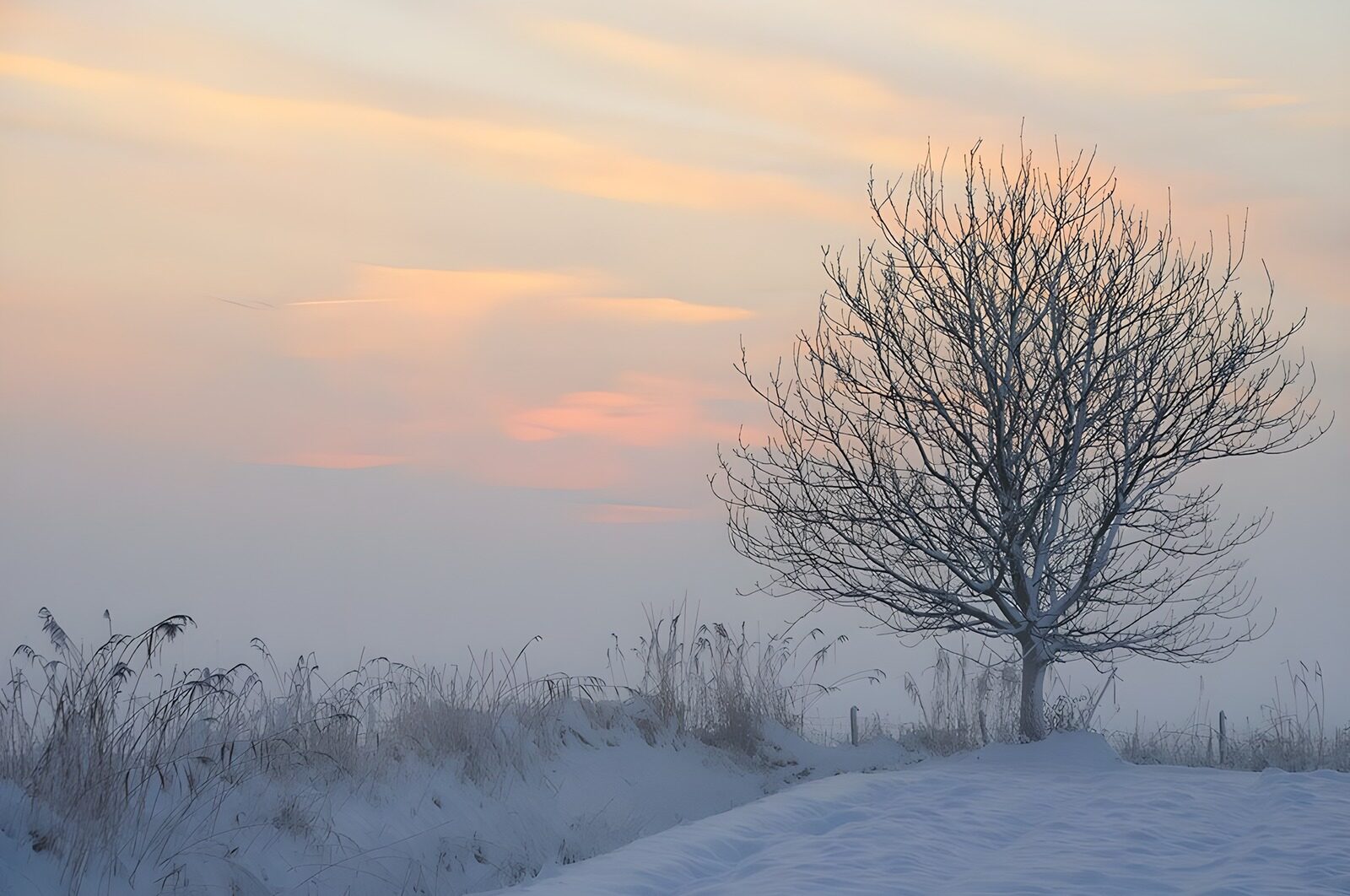 OCUK85867: Tranquil Winter Tree at Dusk