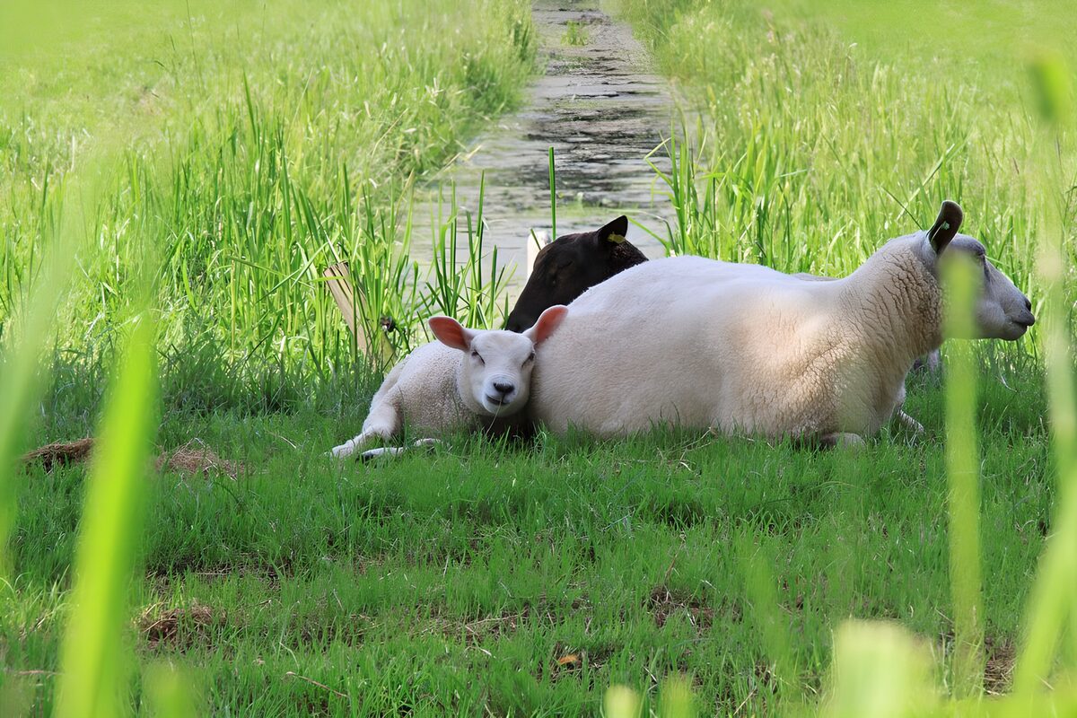 OCUK42959: Sheep lying in grass