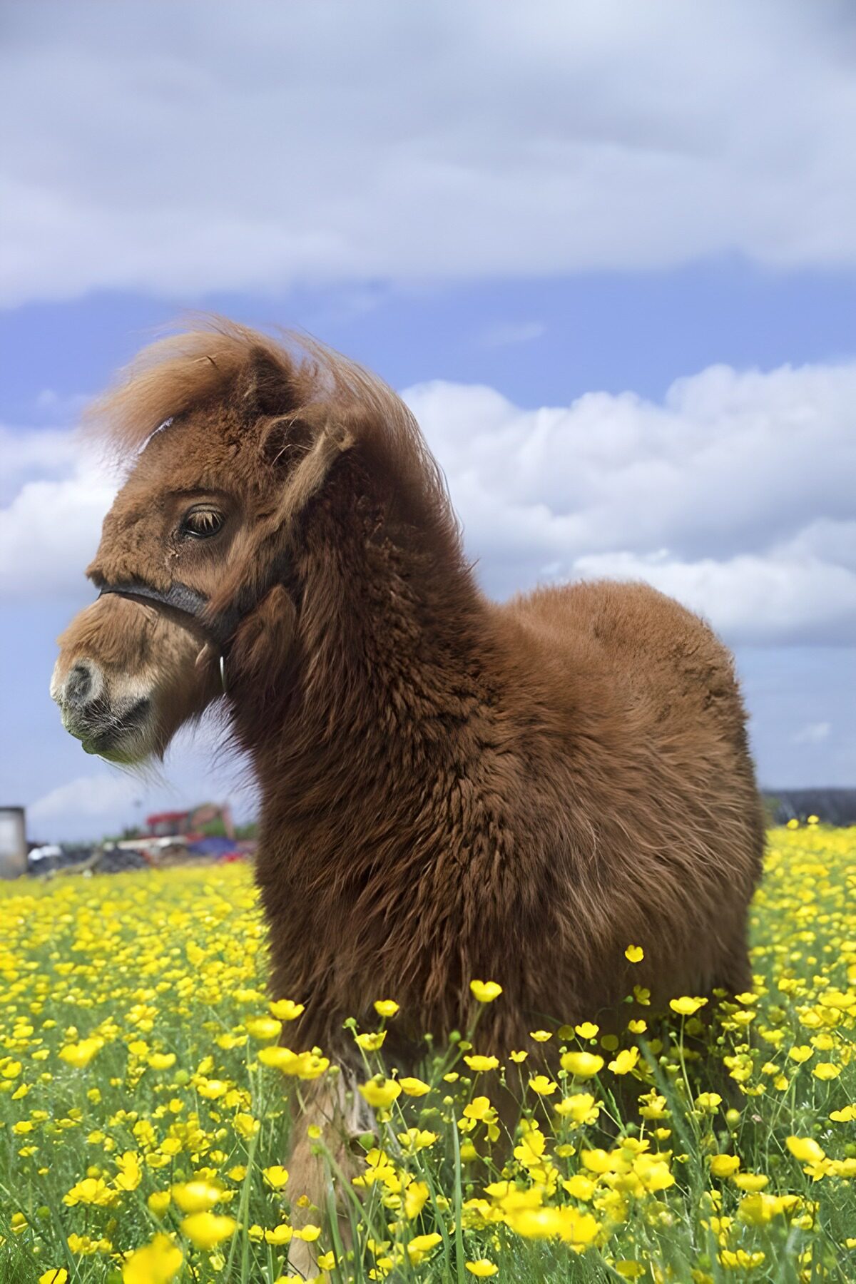 Adorable Pony in a Flower Field