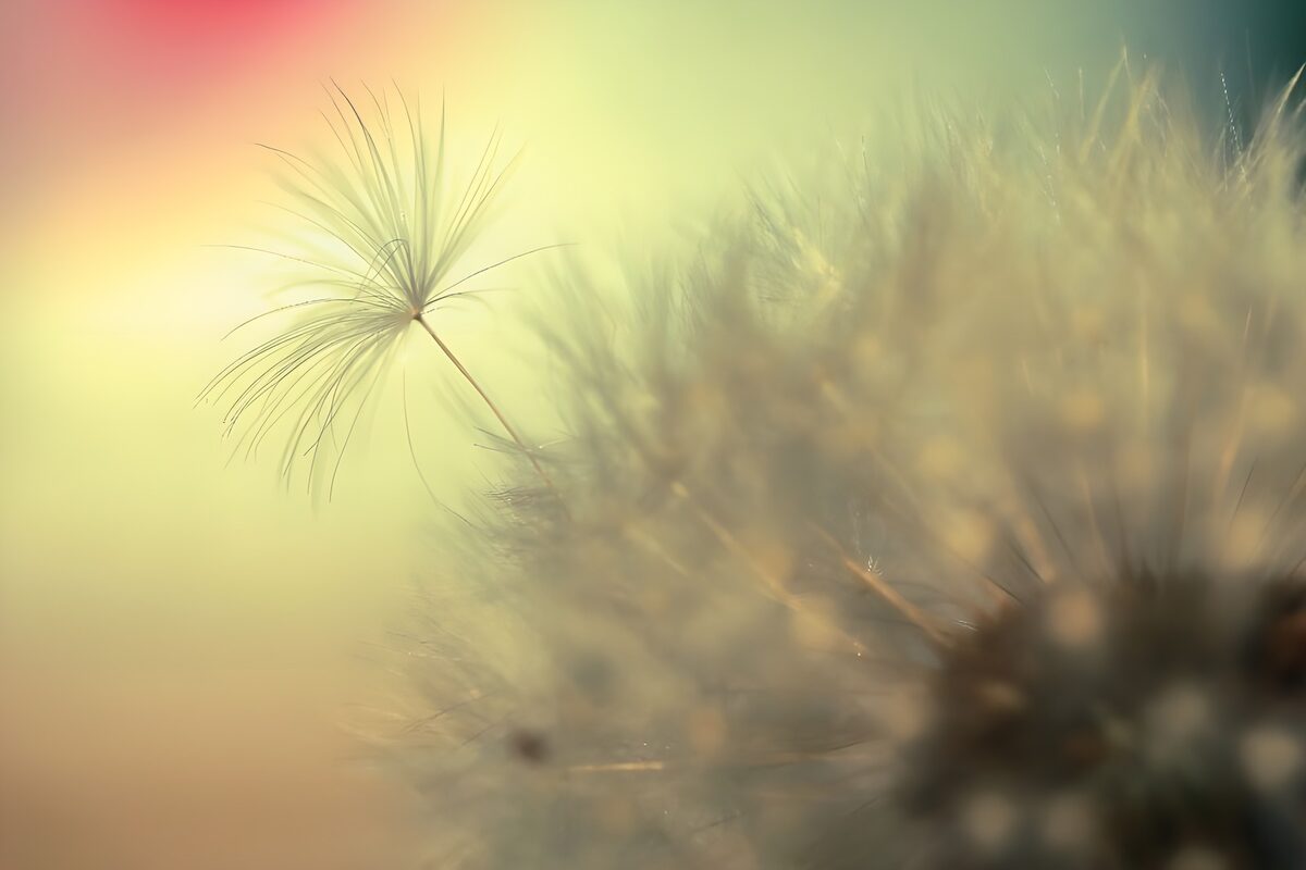 Flower photo 44