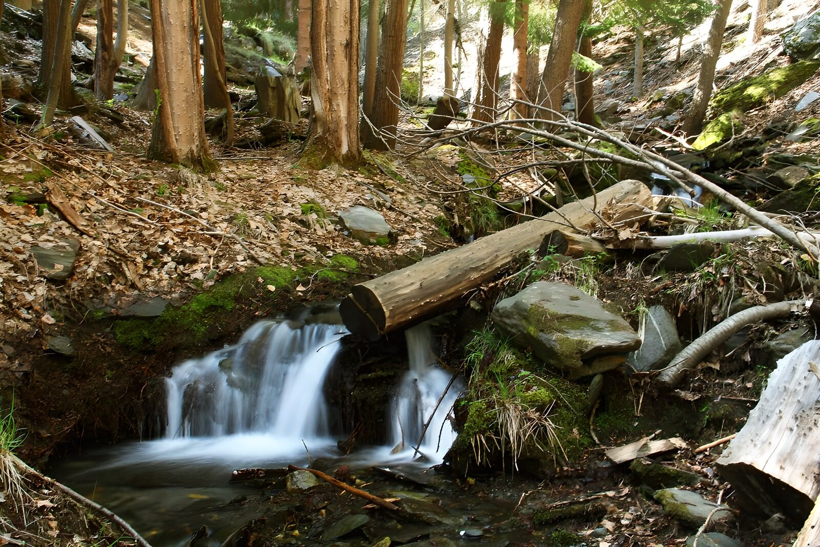 OCUK97406: Tranquil Forest Stream Flow