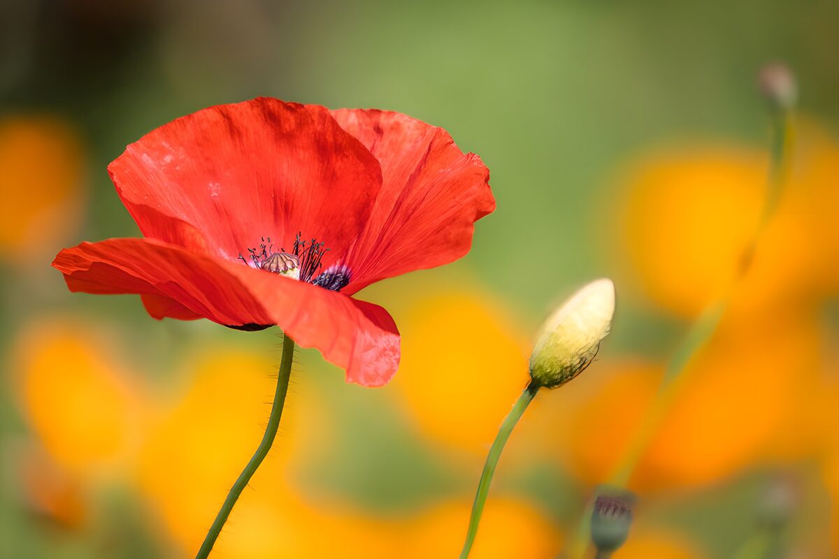 OCUK69950: Red Poppy in Bloom