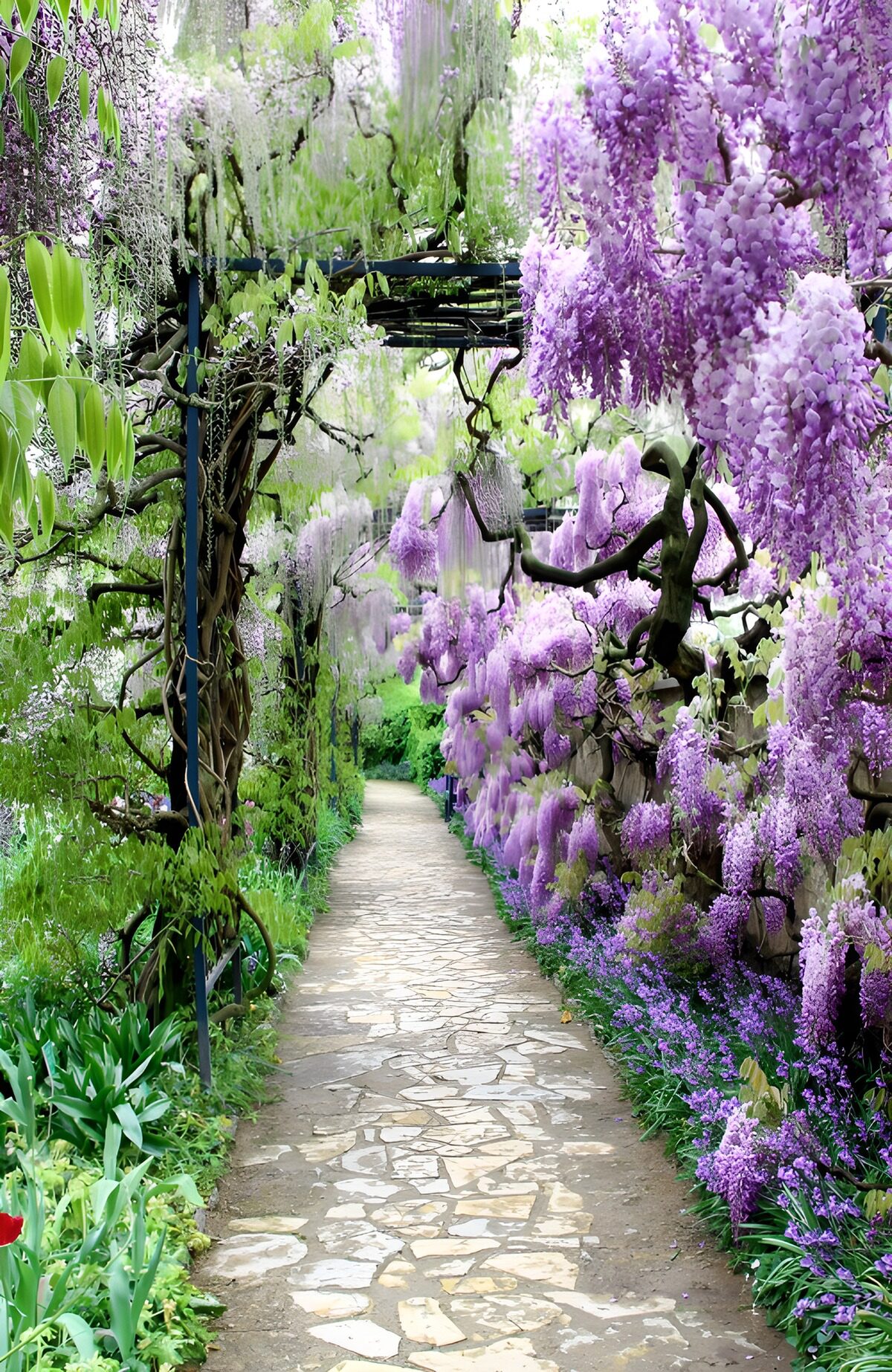 OCUK51842: Wisteria Wonderland Pathway