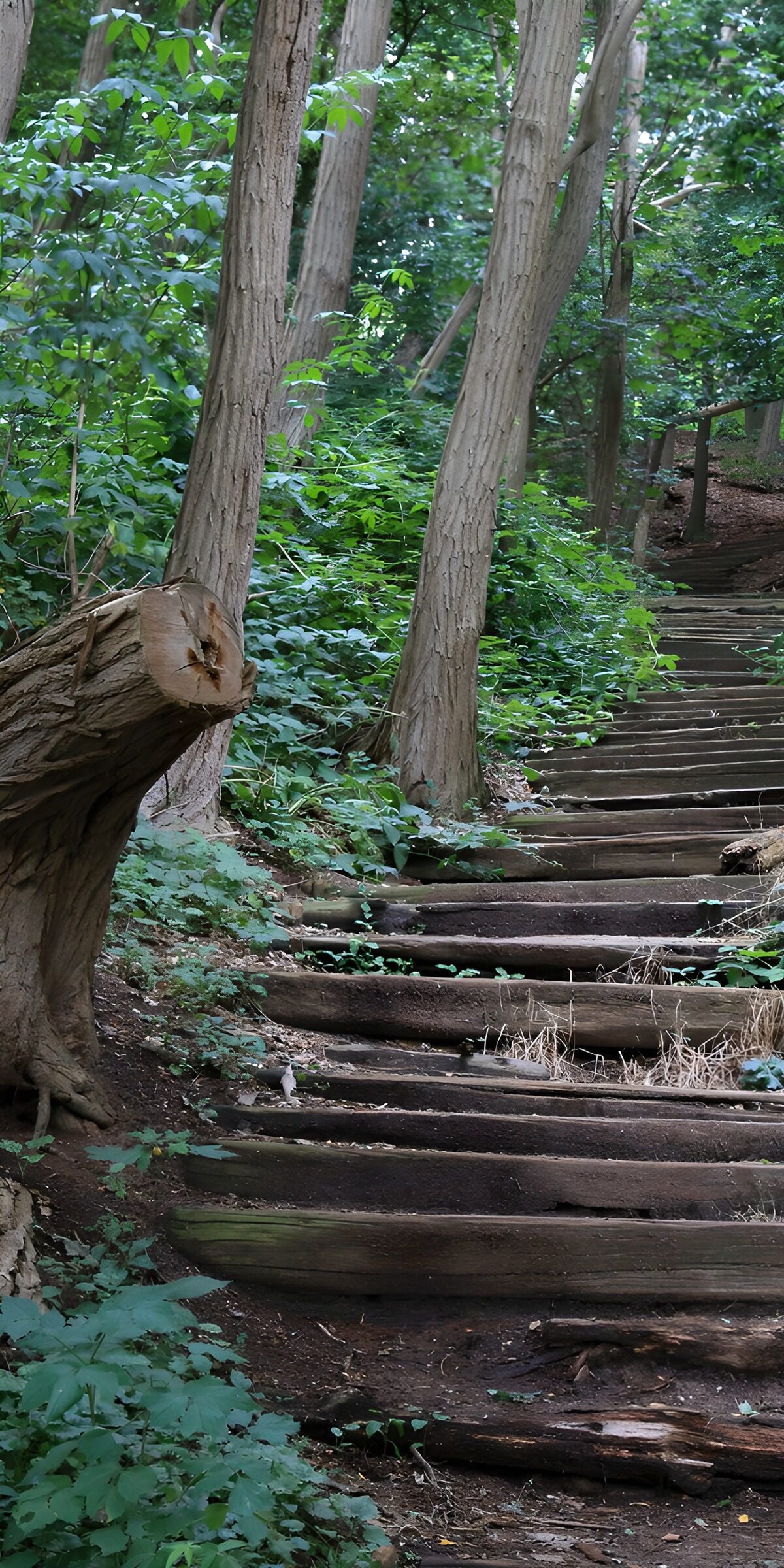 OCUK56521: Woodland Steps Leading to Adventure