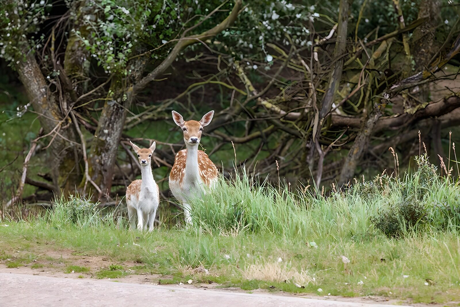 OCUK84954: Mother and Fawn in the Wild
