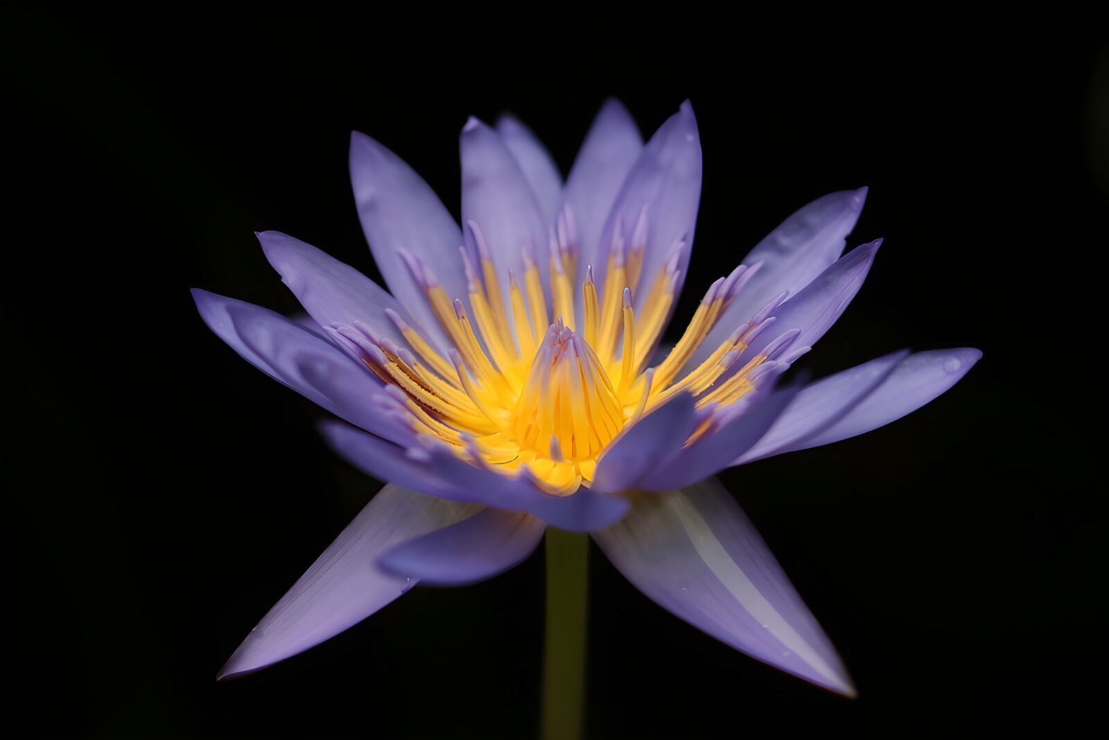 OCUK53160: Beautiful Purple Water Lily Bloom