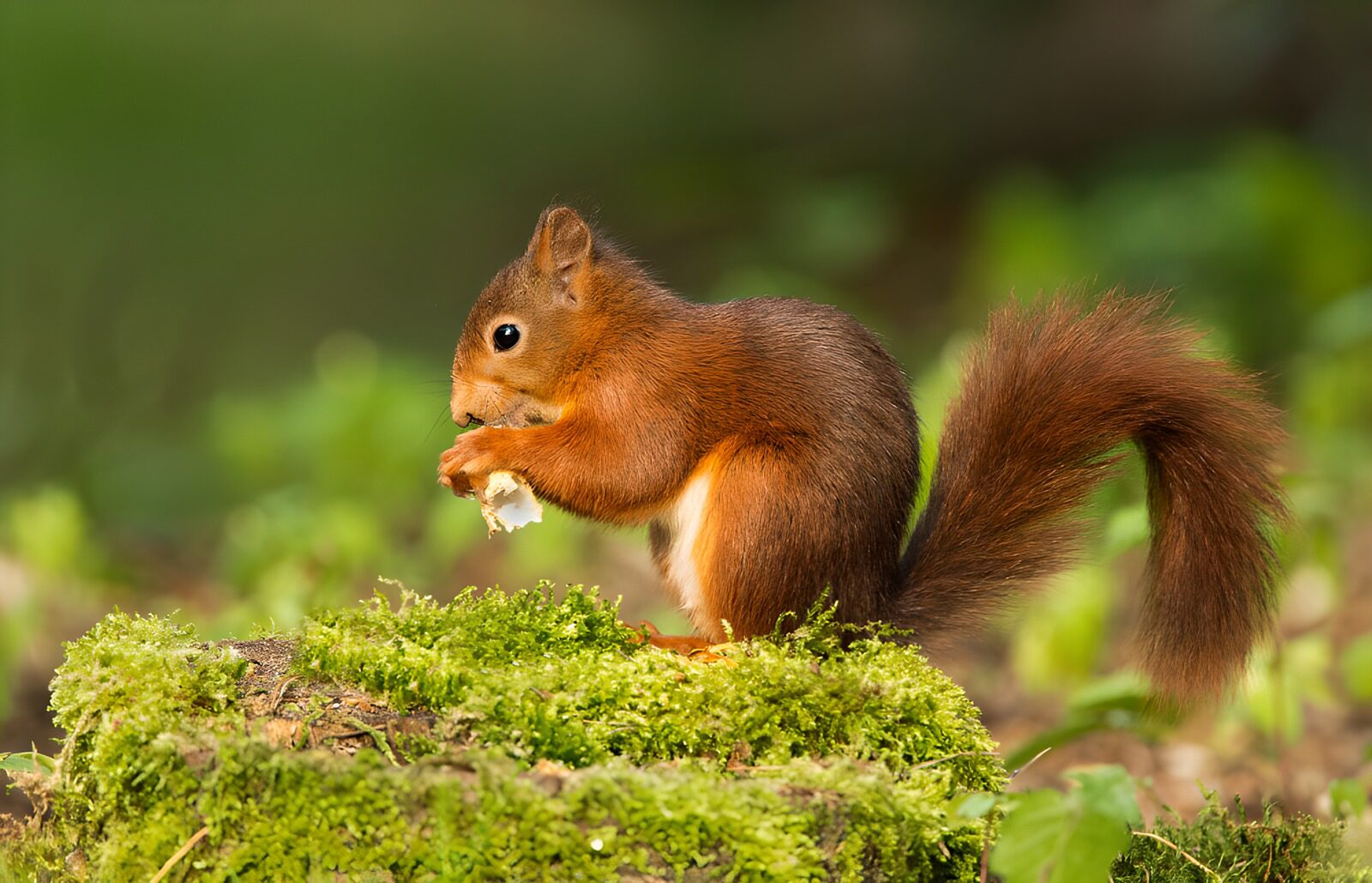 OCUK13812: Curious Red Squirrel Enjoying a Snack