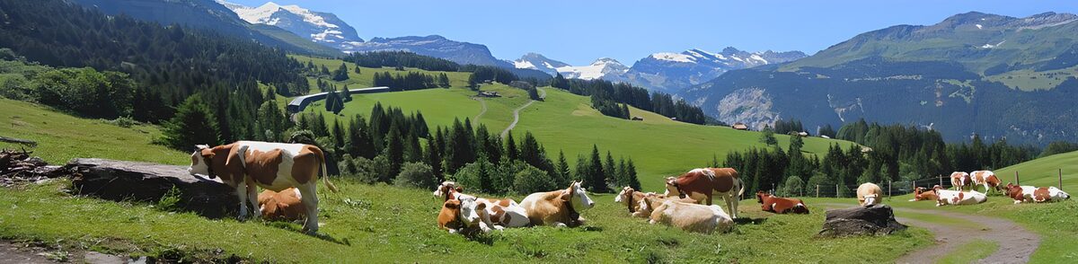 OCUK59276: Serenity in the Alpine Pastures