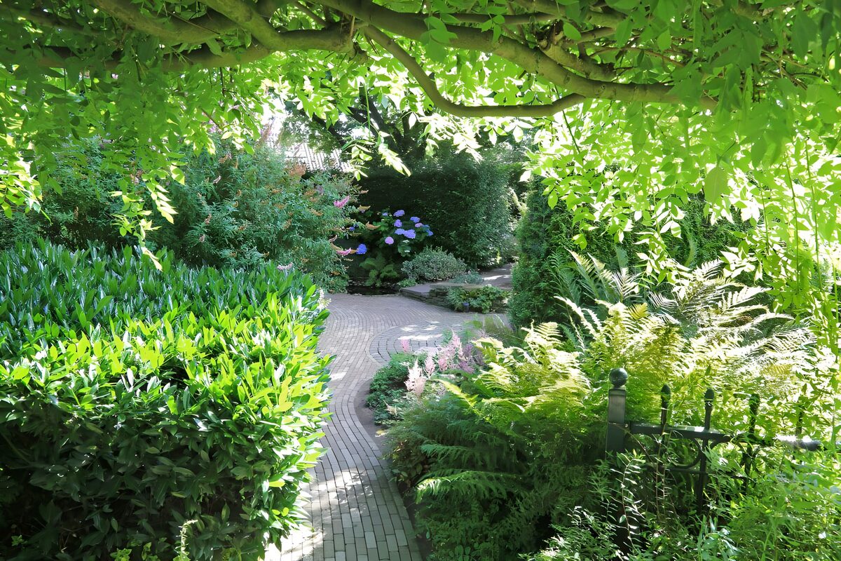 Pathway with pergola of blue rain