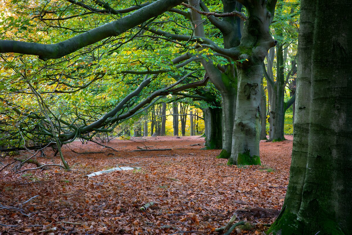 OCUK38950: Enchanted Forest Pathway