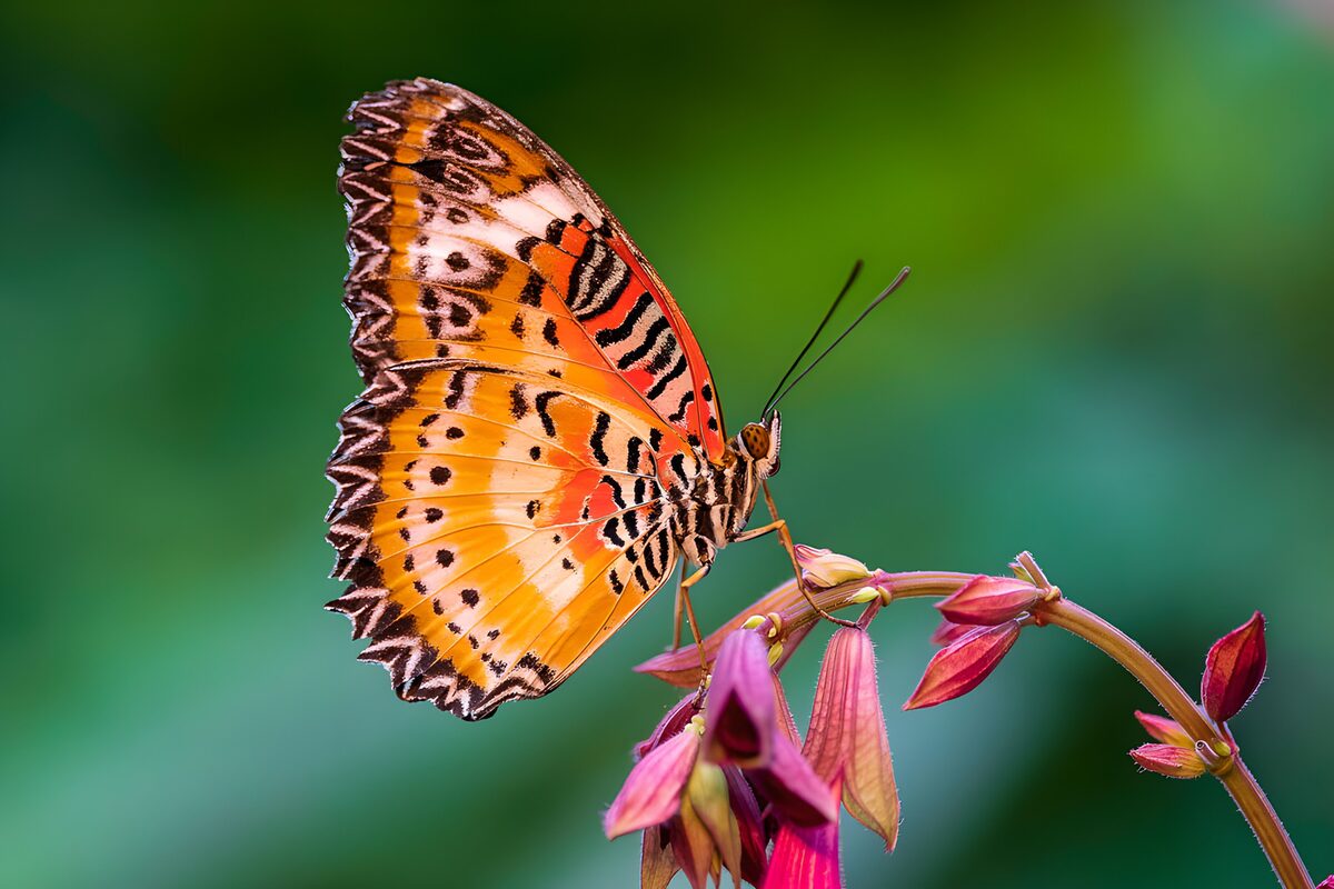 OCUK15524: Vibrant Butterfly on Blooming Flower