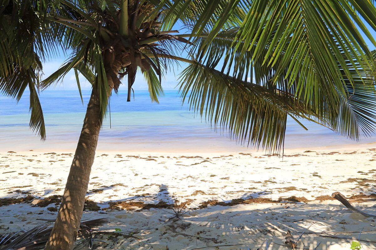 OCUK36761: Serene Beach Under Tropical Palm Trees
