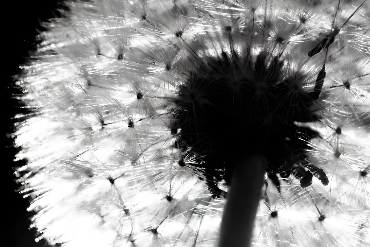 Flower photo 45