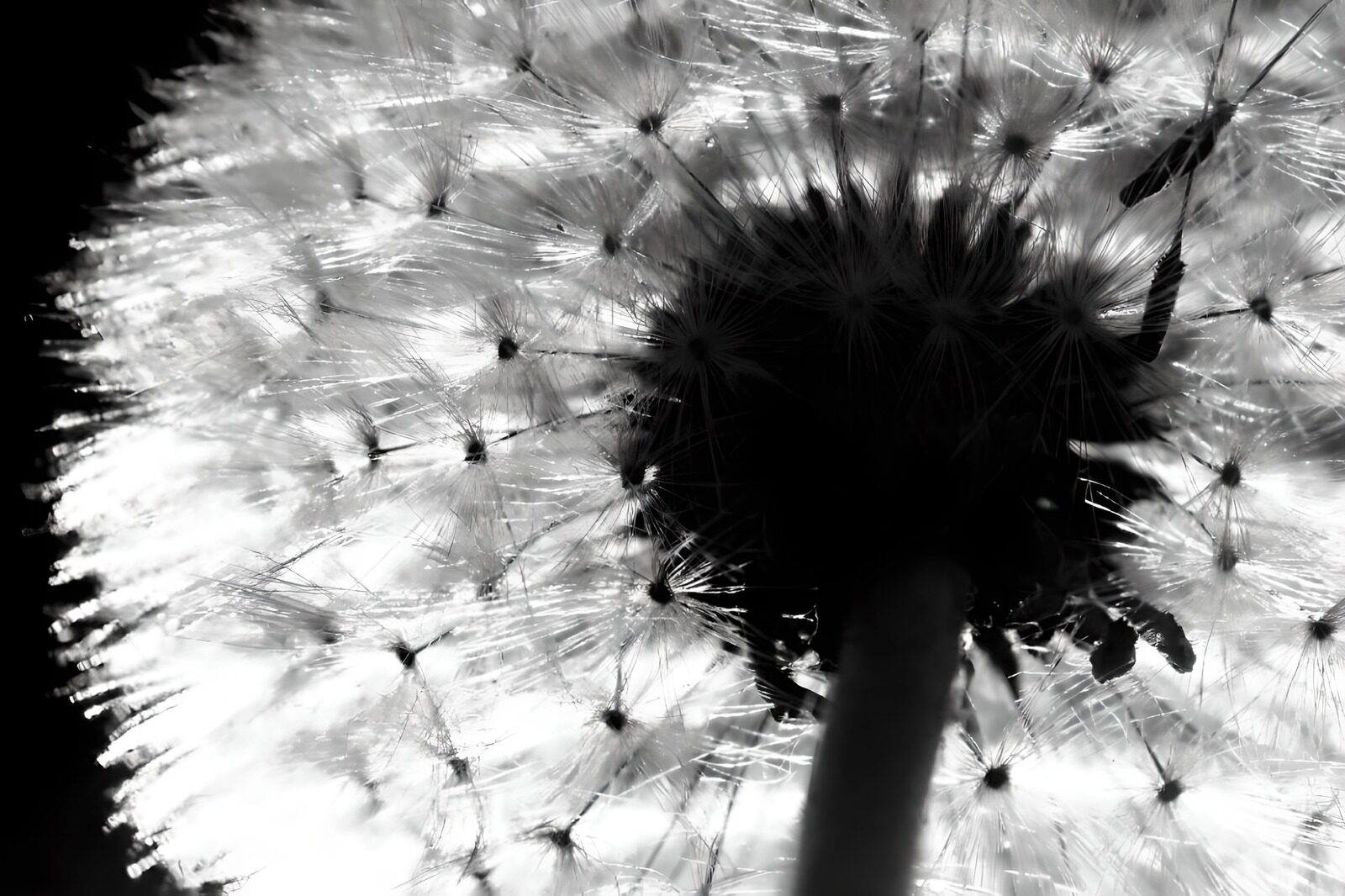 OCUK41042: Flower photo 45