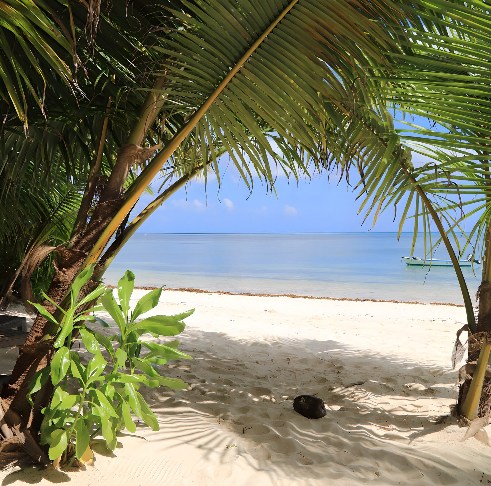 OCUK55965: Tropical Paradise Escape