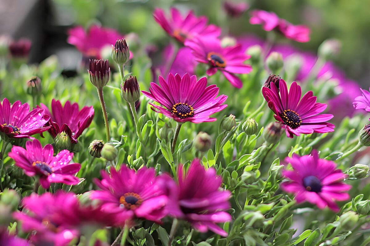 Vibrant Pink Daisy Blooms