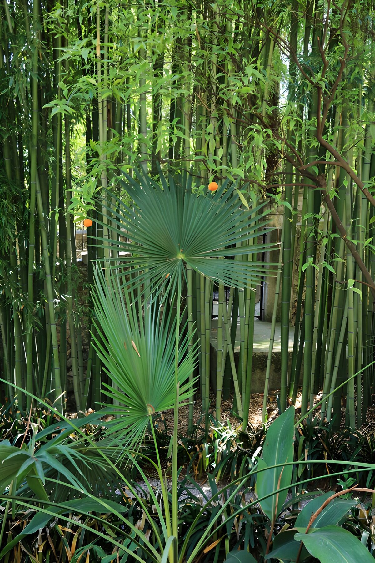 OCUK35229: Lush Bamboo and Palm Oasis