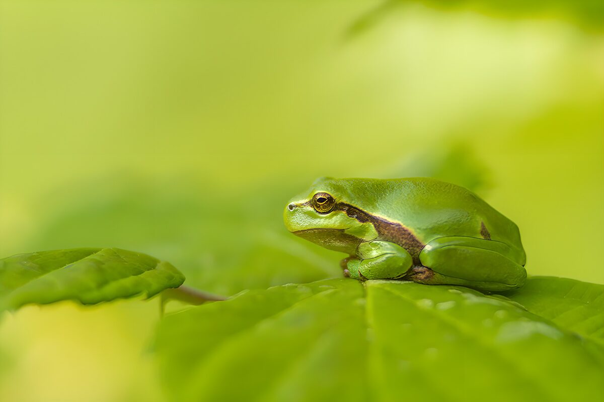 Vibrant Green Frog on Fresh Leaves
