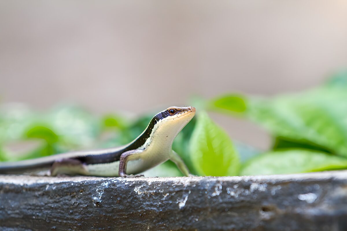 Elegant Green Lizard on a Stone