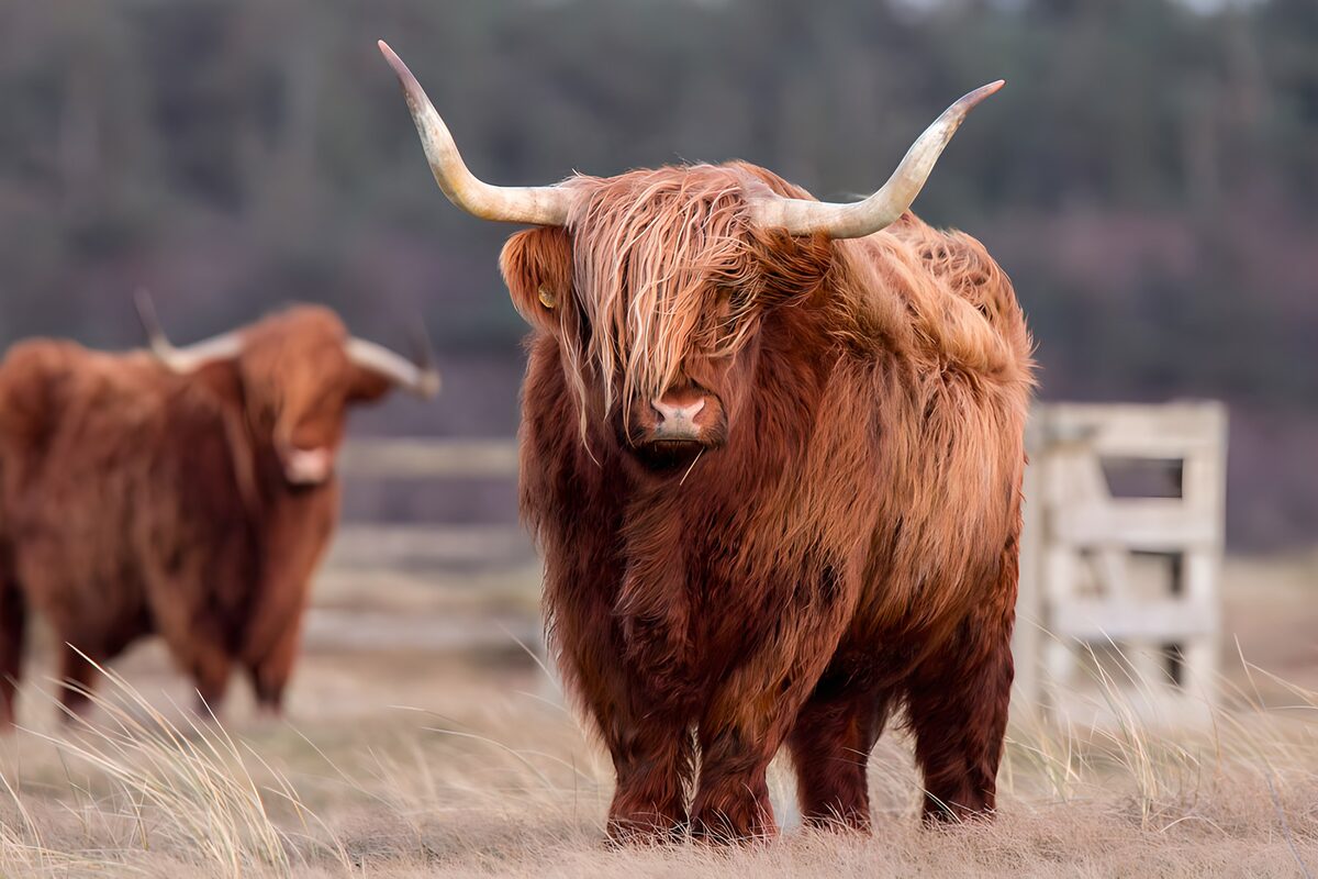 OCUK34470: Highland Cow in a Natural Setting