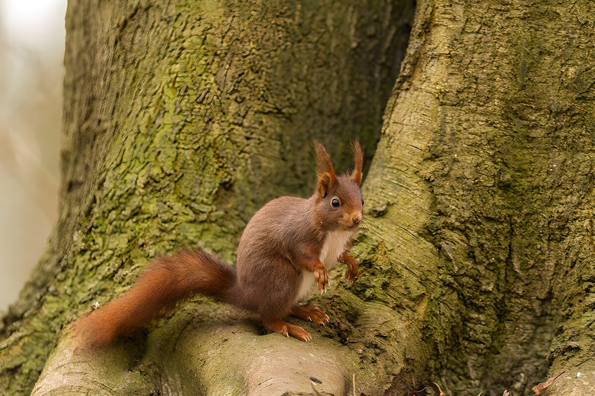 OCUK93709: Curious Red Squirrel on a Tree