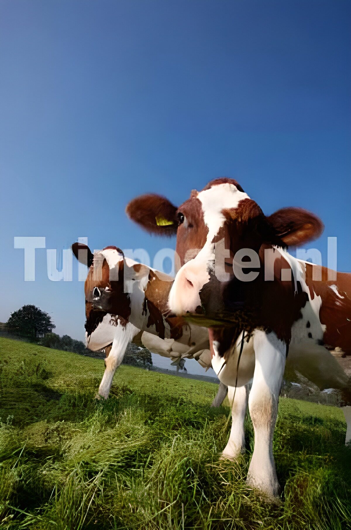 OCUK38733: Cows in meadow 1