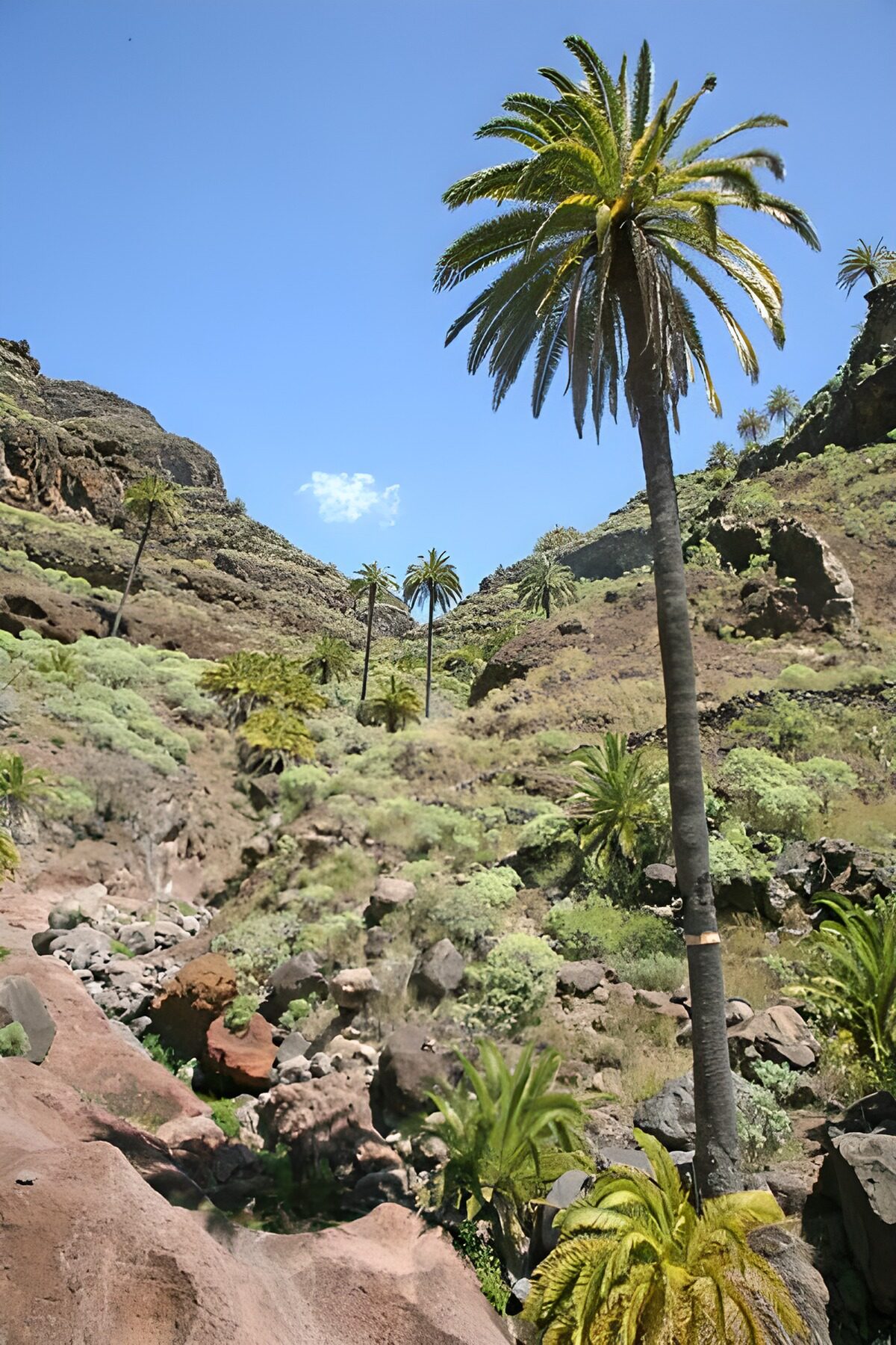 OCUK73065: La Gomera 15