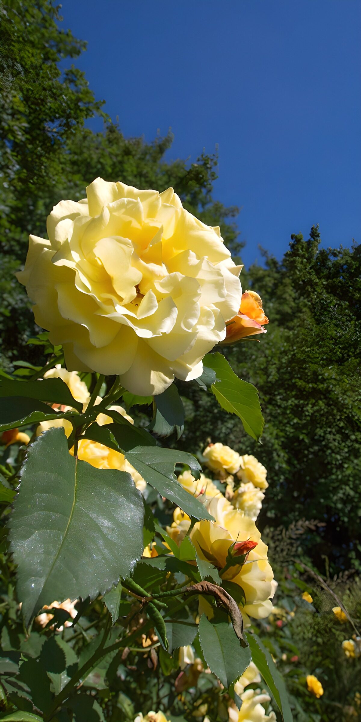 OCUK91827: Vibrant Yellow Roses in Bloom