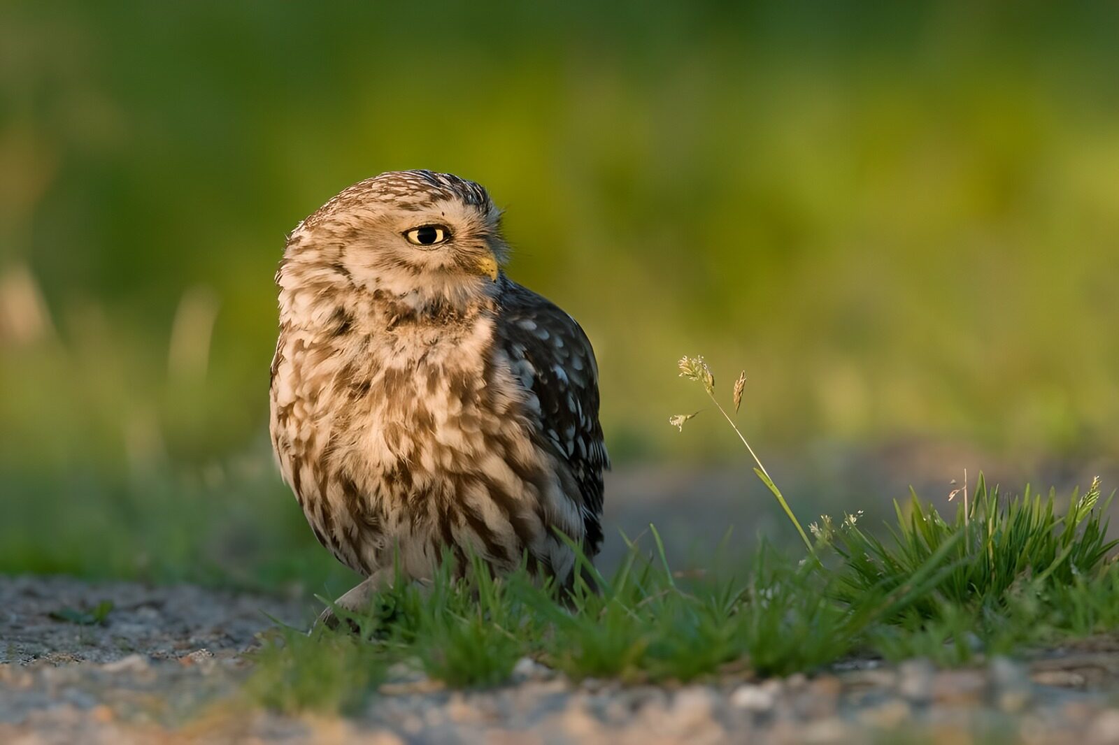 OCUK93088: Curious Little Owl at Dusk