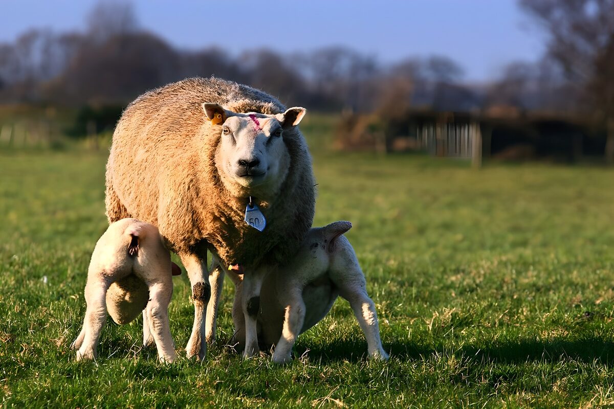 OCUK80429: Nurturing Moments in the Meadow