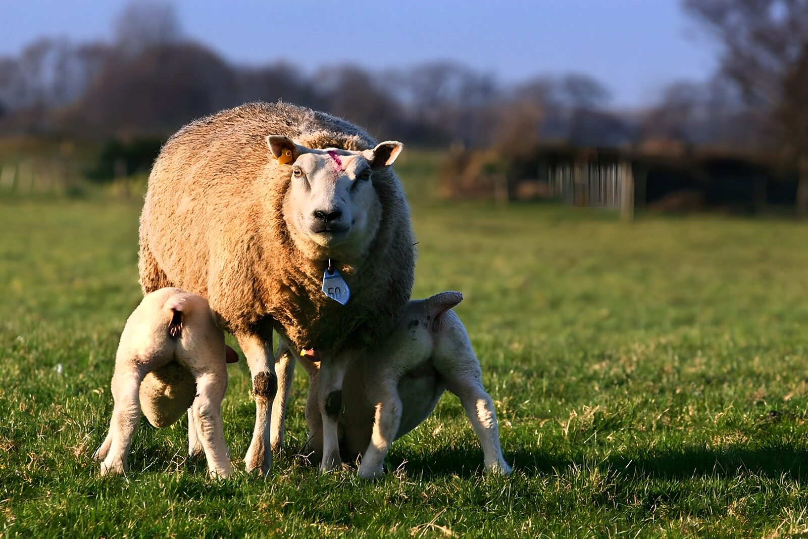 OCUK80429: Nurturing Moments in the Meadow