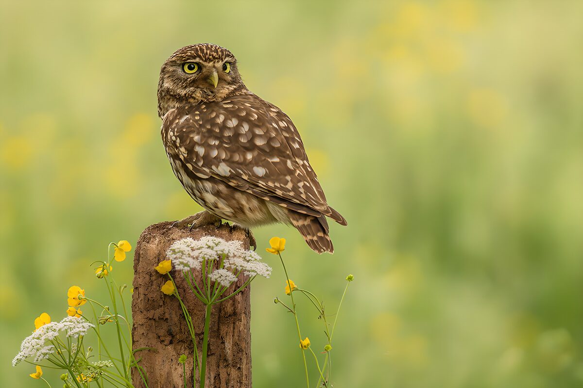 OCUK47619: Curious Little Owl in Nature