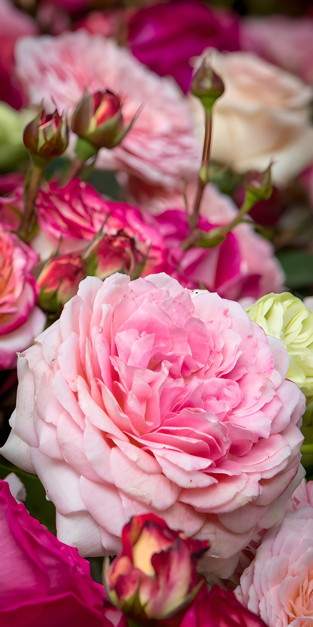 OCUK39848: Elegant Pink Roses Blossom