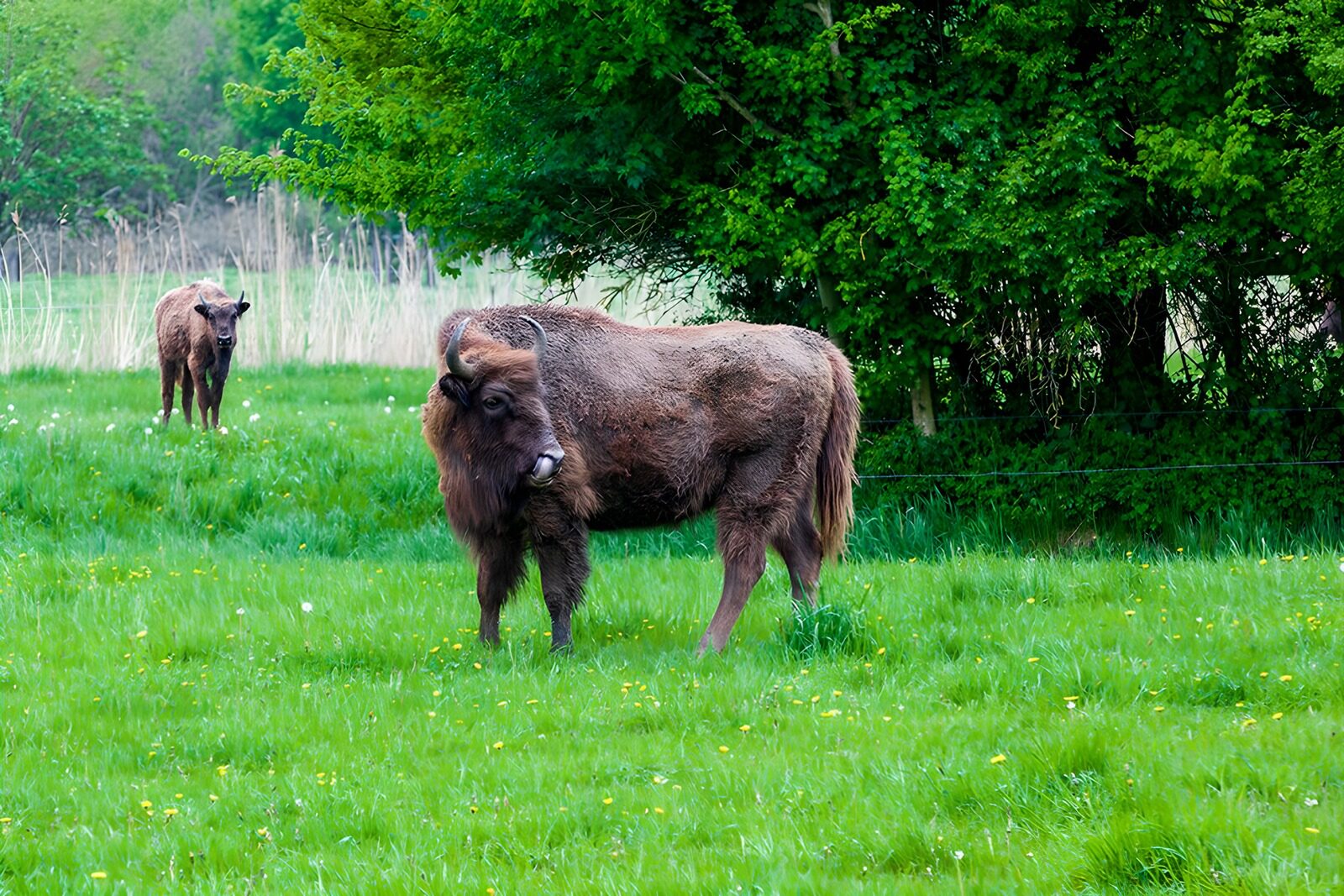 OCUK67277: European Bison in the Meadow