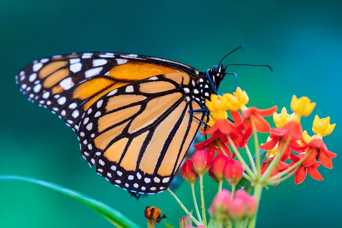 OCUK92620: Monarch Butterfly on Vibrant Flowers