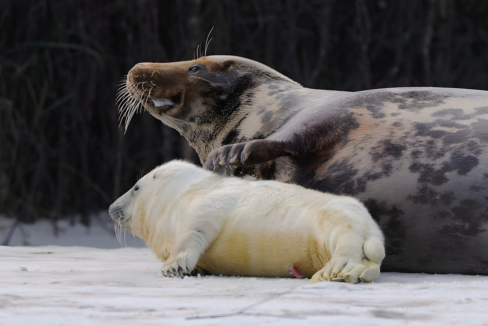 OCUK17732: Playful Seals at the Shore