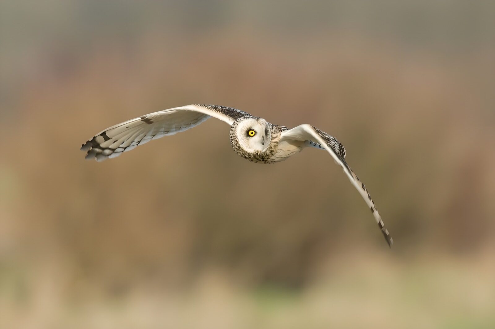 OCUK88250: Majestic Owl in Flight