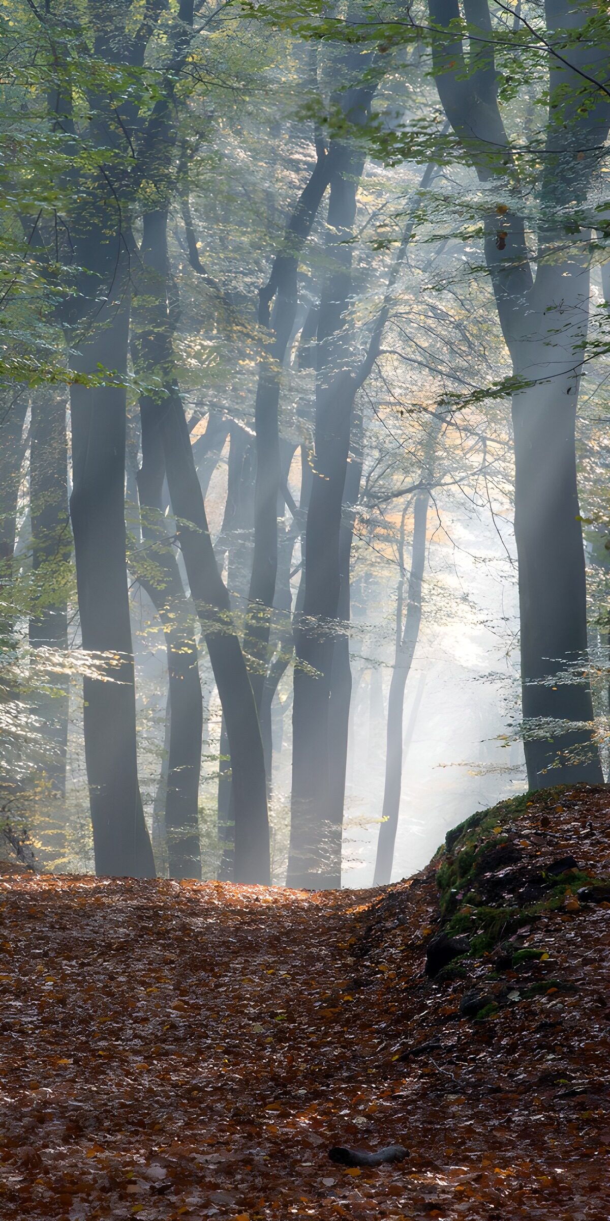 OCUK42445: Serene Misty Forest Path