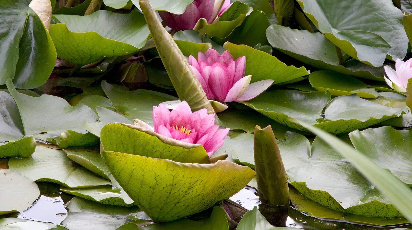 OCUK68829: Serenity of Water Lilies in Bloom