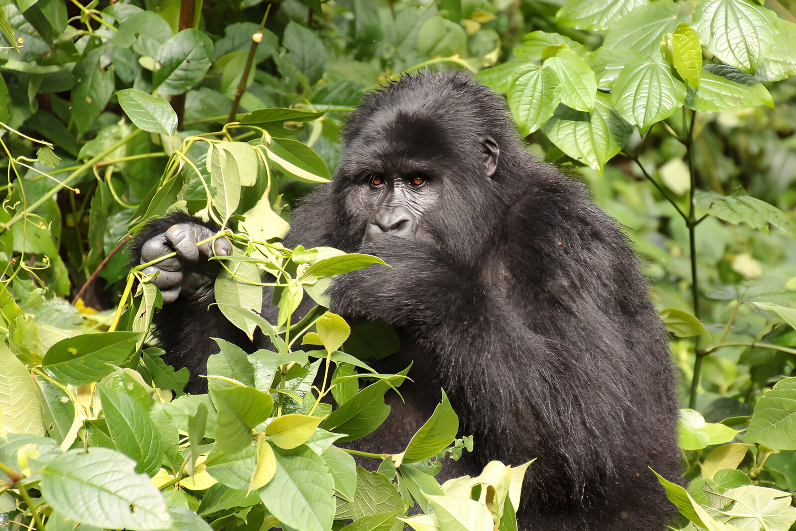 OCUK53747: Majestic Gorilla Amidst Lush Greenery