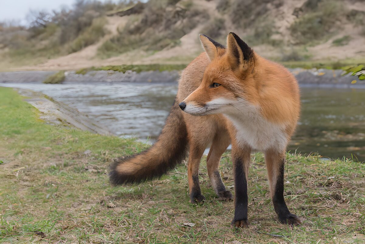 OCUK45345: Curious Fox by the Stream