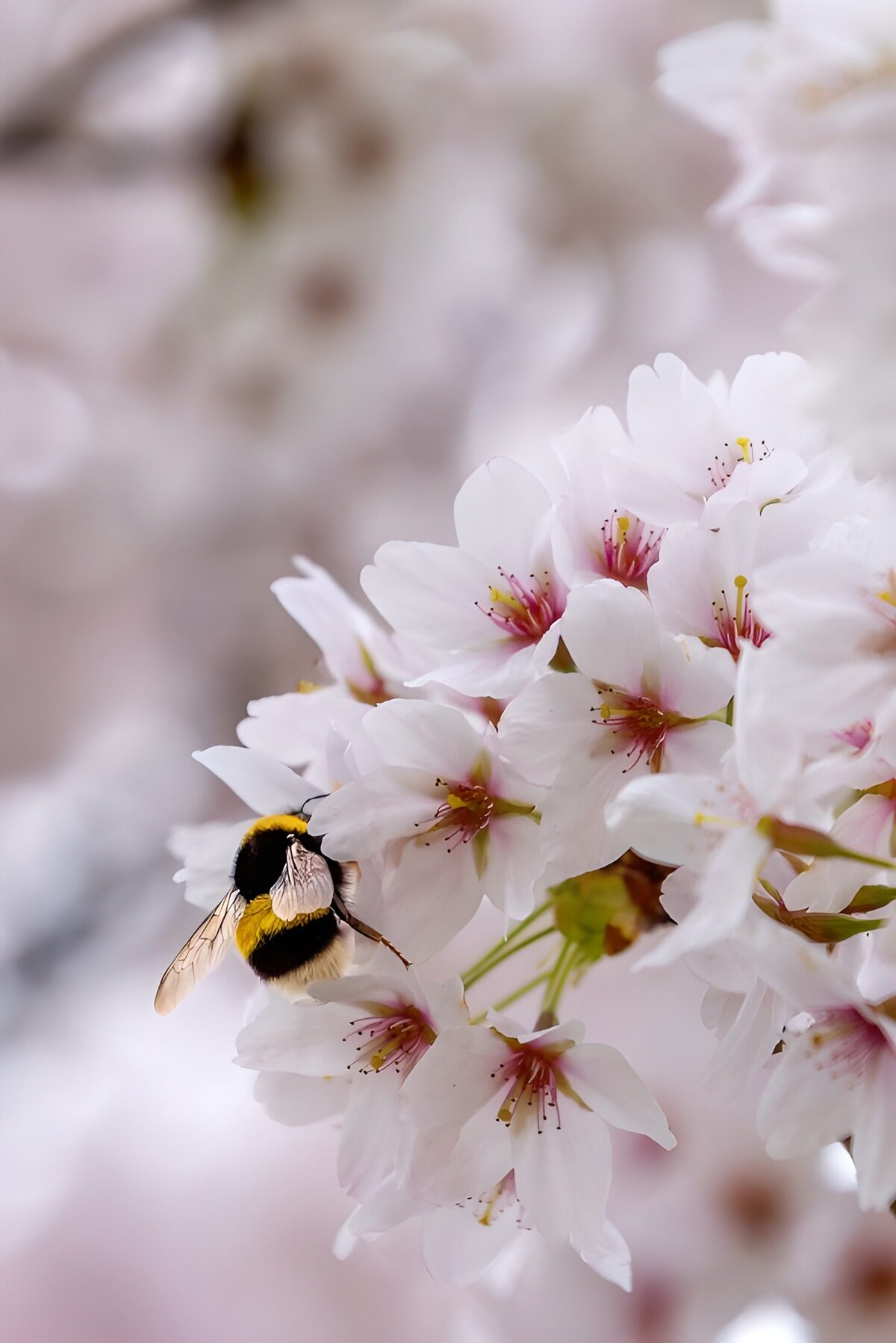 OCUK84285: Bumblebee Among Cherry Blossoms