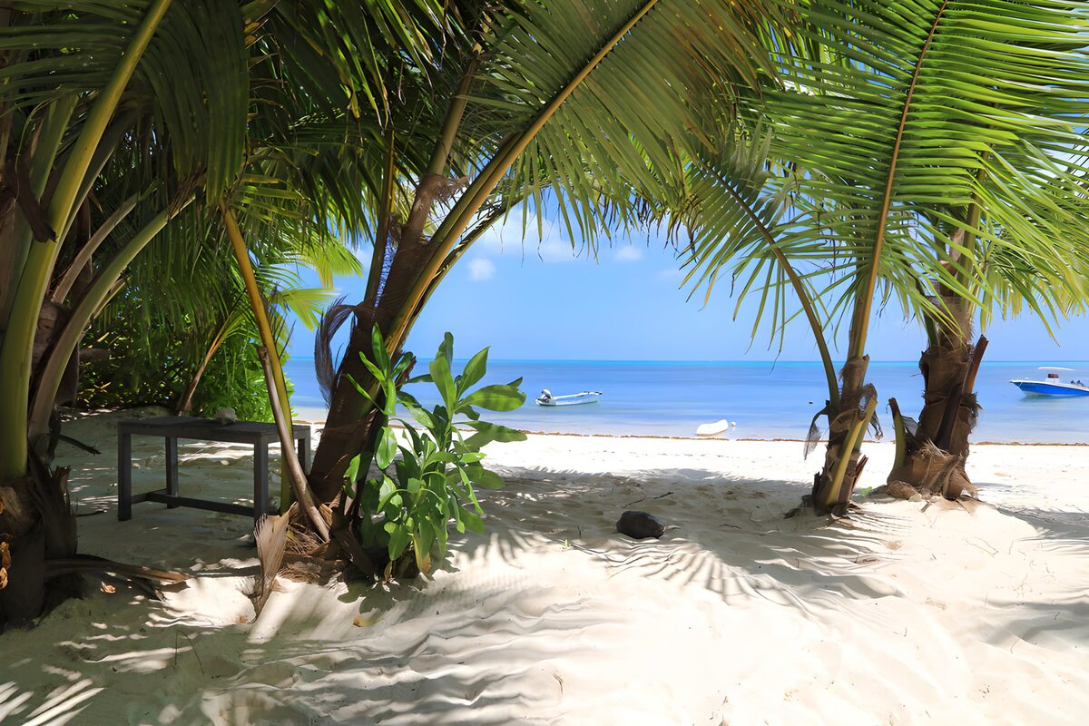 OCUK46719: Tropical Paradise Under Palm Trees