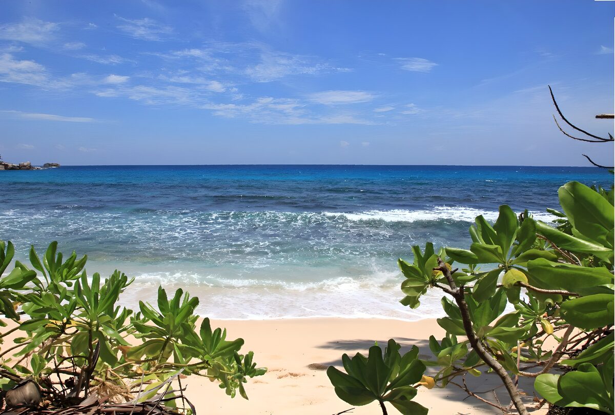 OCUK95205: Tranquil Beach Oasis Under Clear Skies