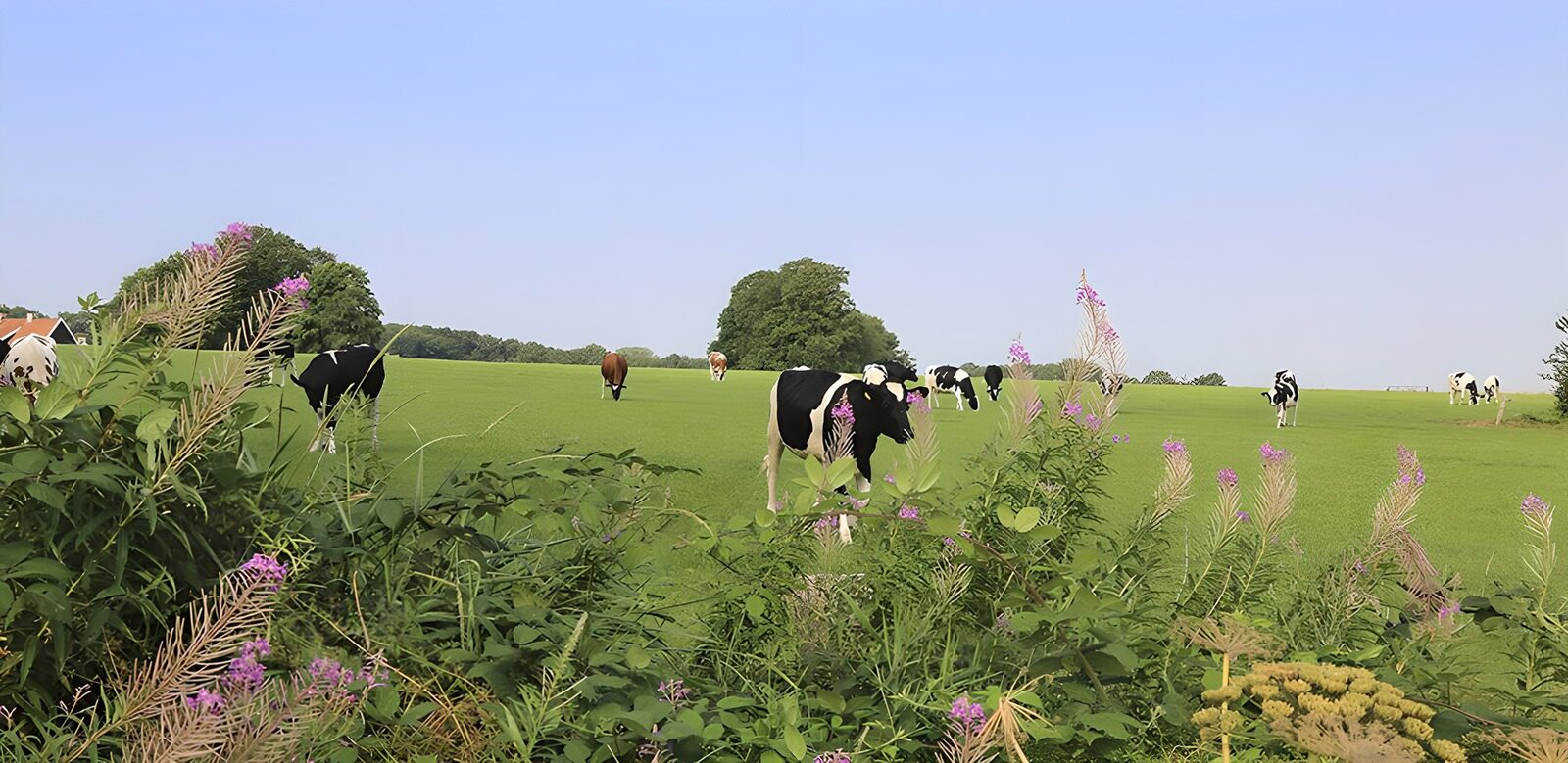 OCUK47651: Meadow with cows