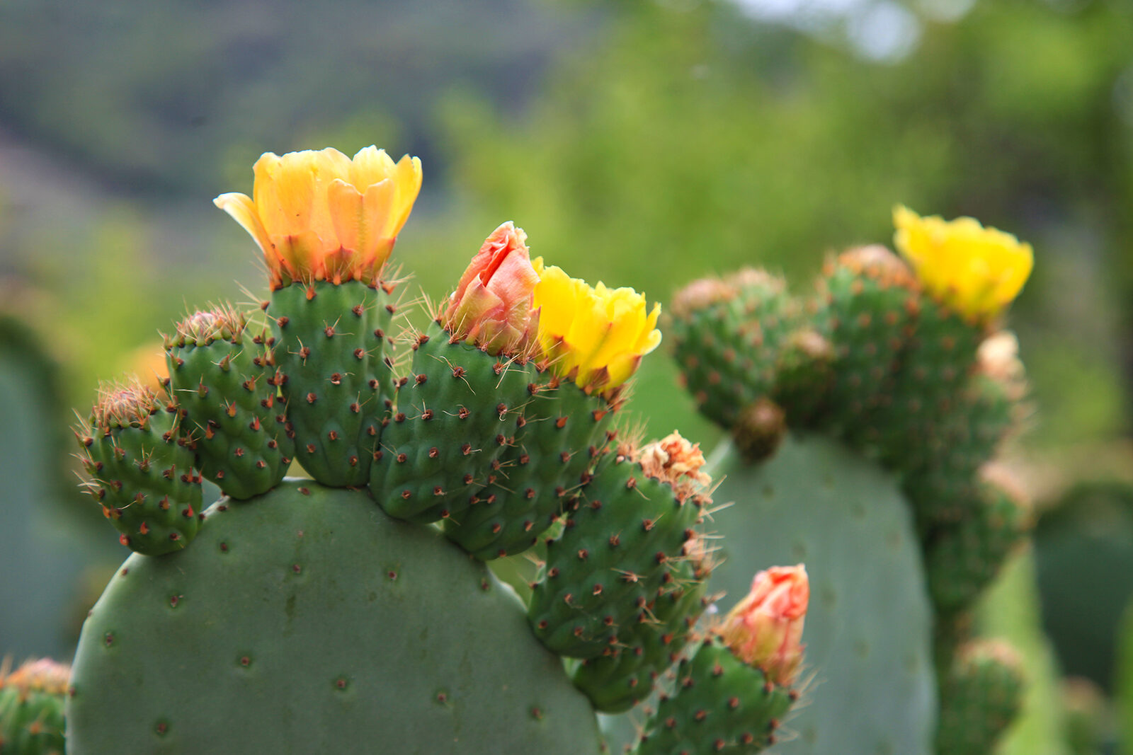 OCUK55549: Blooming Prickly Pear Cactus