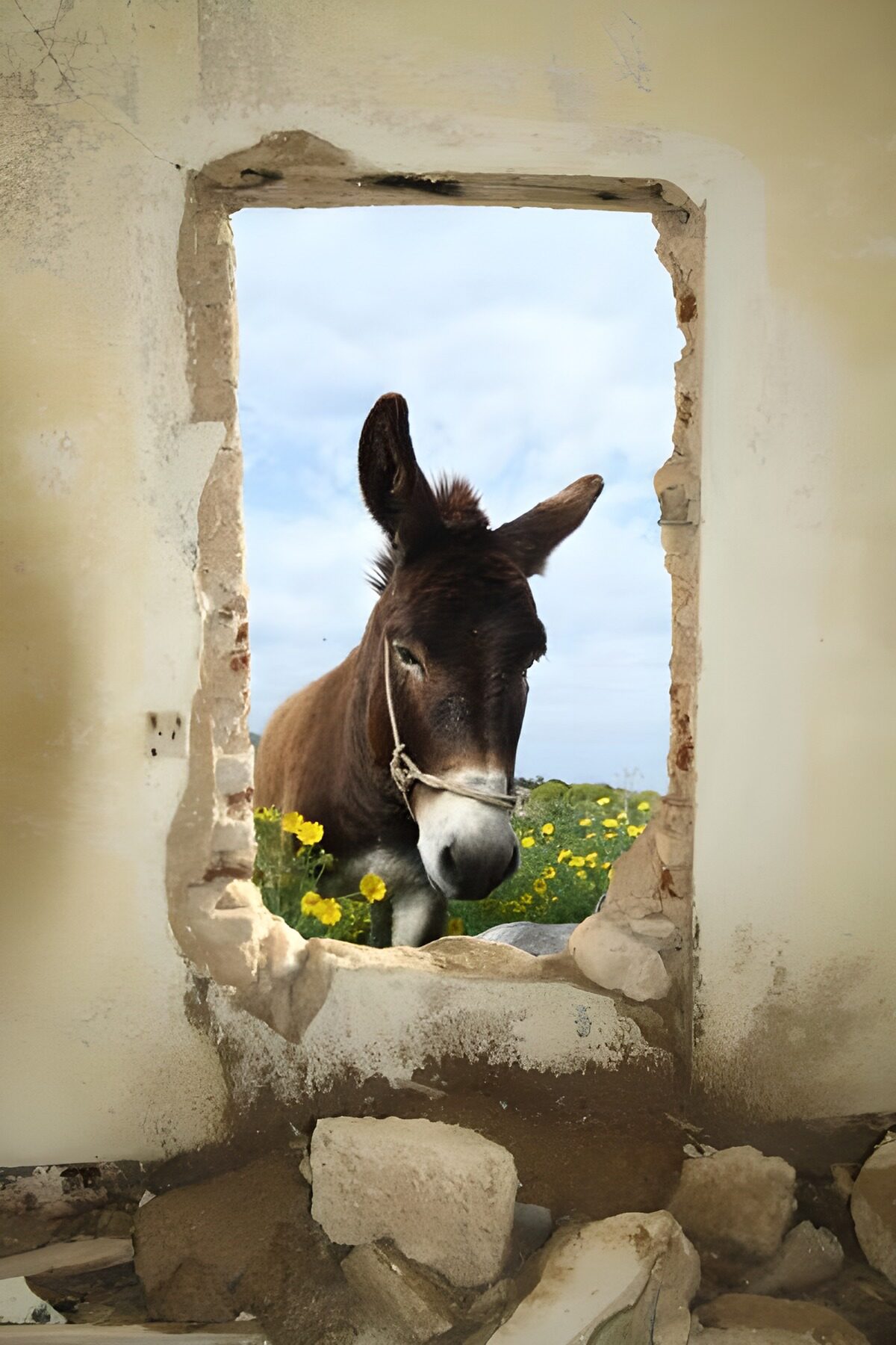 Donkey looking through hole in the wall