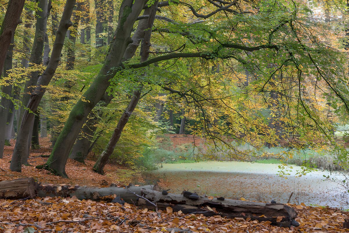 OCUK69856: Serene Autumn Reflection in the Forest